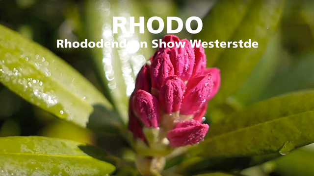 RHODEO Westerstede Rhododendron Austellung
